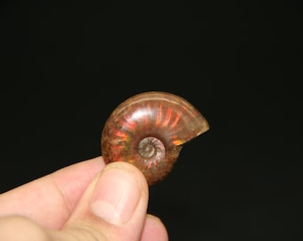 Rainbow Ammonite