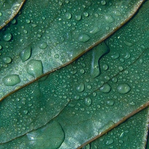 Realistic 3D Leaf Wallpaper | Luxury Modern Wall Decor | Nature Green Tropical Leaves Mural | Peel and Stick | Removable Self-Adhesive