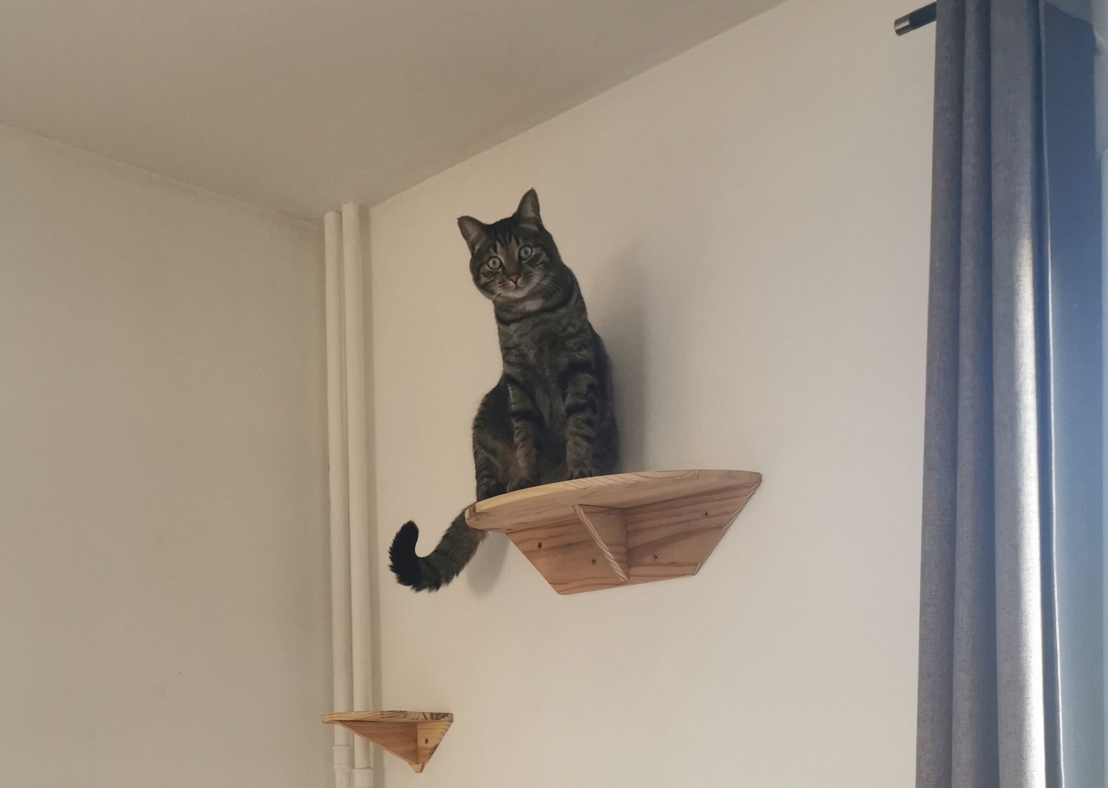 Zoehmkcats0nam