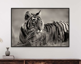 Black and white portrait of a tigress from Ranthambore National Park, India | Wildlife & nature fine art photography prints  | Tiger ...