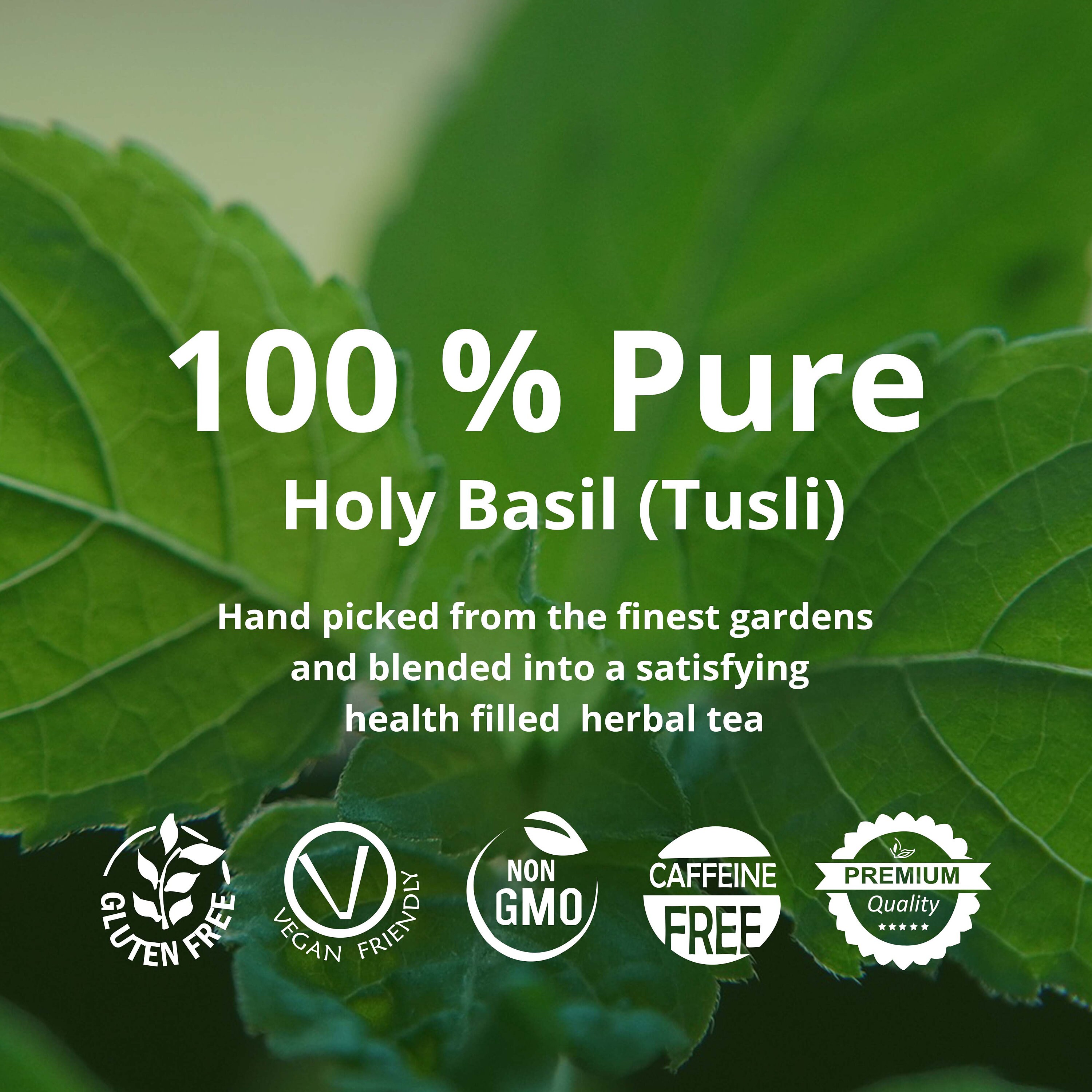75 Holy Basil Tea Bagstulsi Holy Basil ocimum Tenuiflorum Etsy