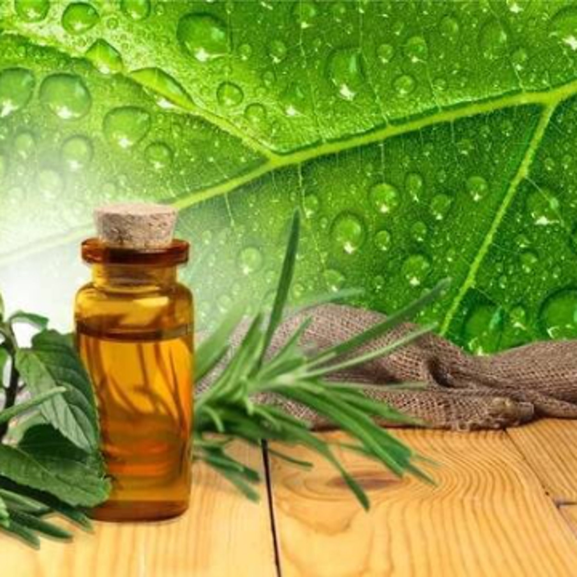 sassafras-oil-1-oz-pure-all-natural-fresh-water-steam-etsy