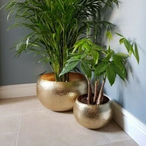 May include: Two potted plants in gold hammered metal pots. The larger plant has green leaves and is in a larger pot. The smaller plant has green leaves and is in a smaller pot.