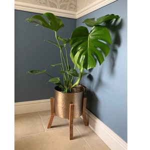 May include: A large, green Monstera plant in a hammered copper-coloured metal planter. The planter sits on a wooden tripod stand. The plant has large, split leaves and is positioned against a blue wall.