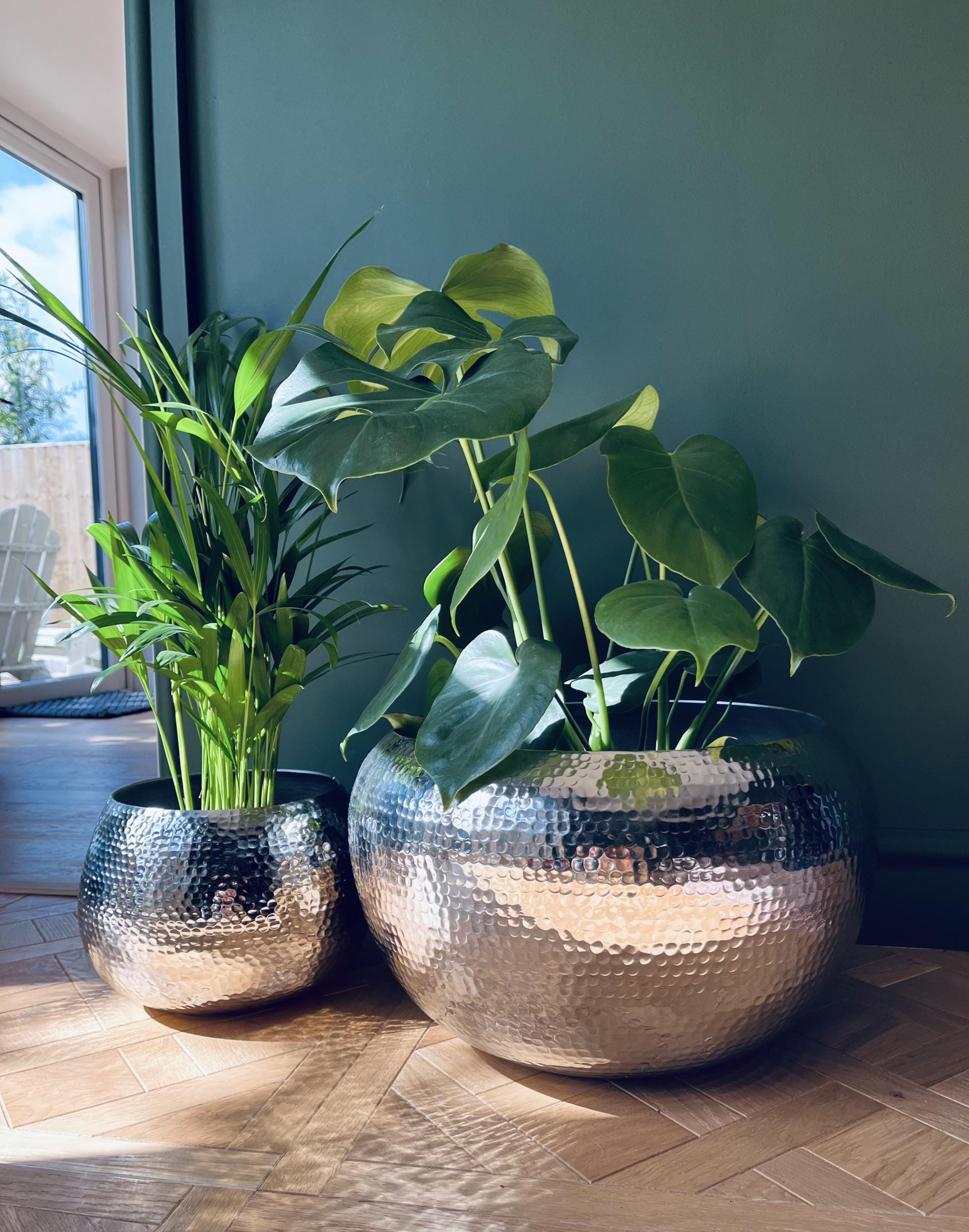 diy terrarium kit with plants DIY Succulent Terrarium Kit (small) – Plant Store main image 0