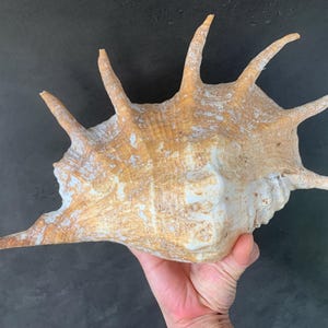 Puede incluir: Una gran concha de mar marrón y blanca, llena de púas, con una larga extensión puntiaguda. La concha tiene una superficie rugosa y texturizada.