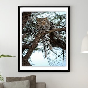 Loisaba Leopard, Wildlife Photography, Animal Photo Print, Nature Wall Art, MalkiaArt