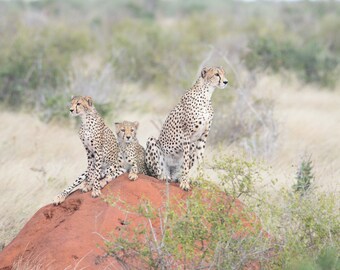 May include: Three cheetahs, a mother and two cubs, sit on a red dirt mound in a grassy field. The mother cheetah is looking to the right, while the cubs are looking at the camera.