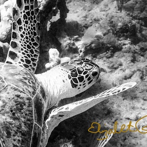 Turtle swimming by