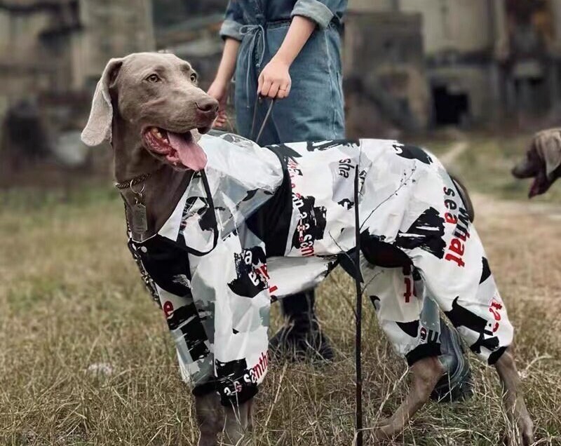 Dog ski shop jacket