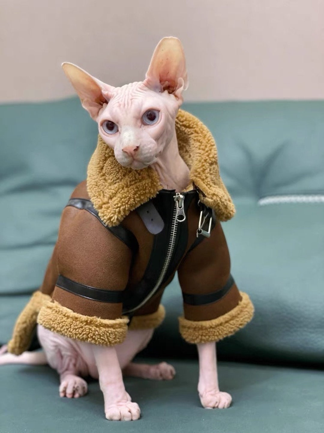 Sphynx Cat Leather Clothessphynx Cat Hoodiecat Warm Etsy