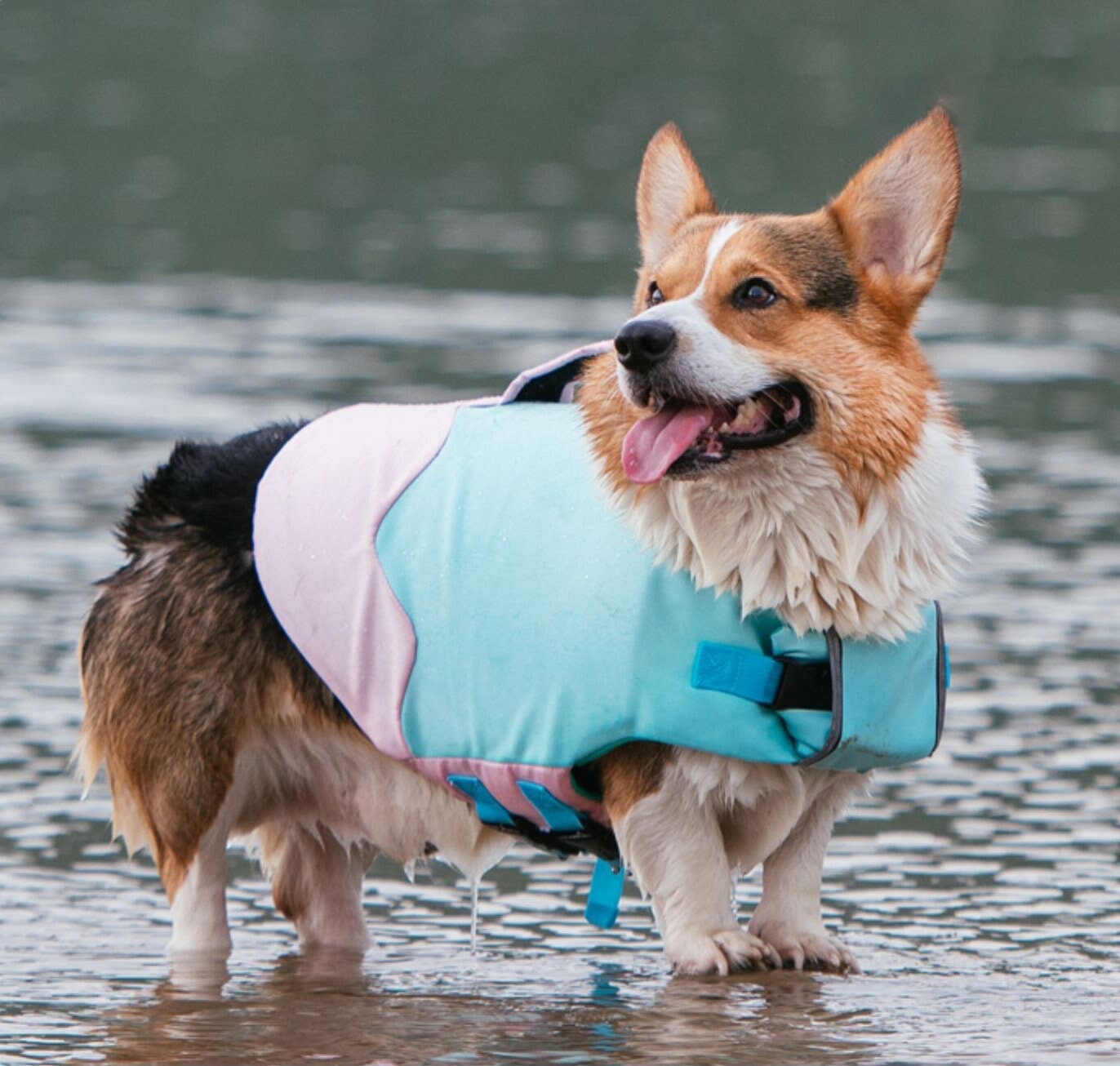 Dog Life Jacket