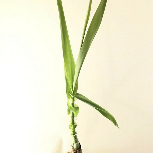 Single Bamboo Root Plant | Single Root Starter Kit | Yellow Clumping Bamboo | Hedge Border Plant | Potable