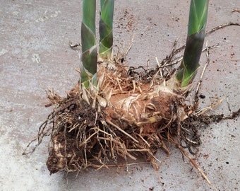 Cluster Bamboo Plant Clumping Roots | Hedge Barrier Plant | Low Maintenance | Drought Resistant