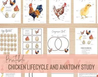 Chicken Anatomy and Lifecycle Unit Study, Supplemental Curriculum for Homeschool, Preschool, Kindergarten, PreK, Children