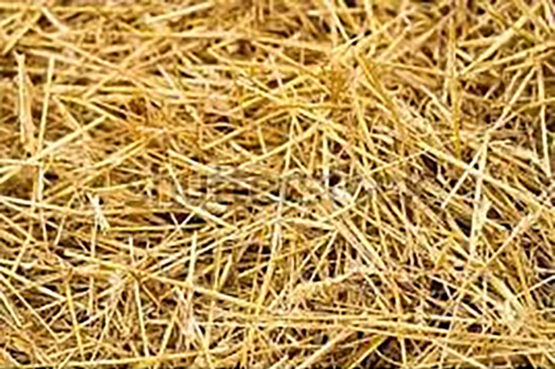 Premium Garden Straw 4 LBS Straw Mulch That is Designed for Use in