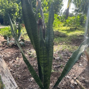 Sansevieria zeylanica, Snake Plant, Bowstring Hemp | 3&#39;&#39; Cuttings easy propagation!