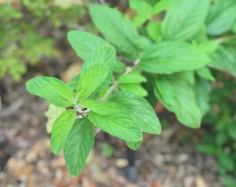 Lippia Alba Live Plant | Bushy Lippia | Juanilama | Lemon-Mint Fragrant Herb | Medicinal & Culinary (5pack)