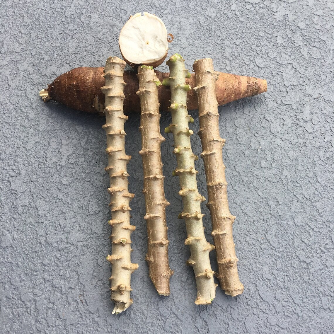 Cassava Yucca Cuttings 3 Piece Etsy