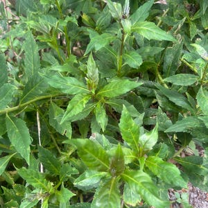 Okinawa Spinach Cuttings/Plants/Seeds - Perennial Superfood, Easy to Grow