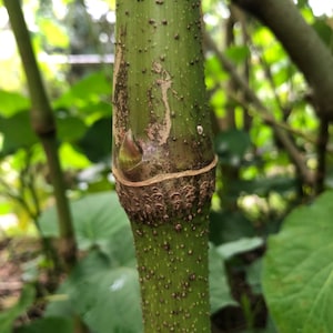 Piper Auritum | Mexican Pepper | Plant Hoja Santa 3 Live Stem Cuttings - 4&#39;&#39;-5&#39;&#39; Long