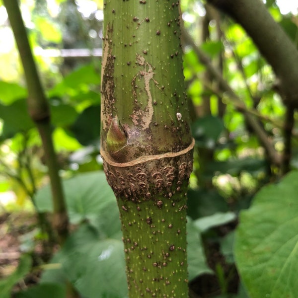 Piper Auritum | Mexican Pepper | Plant Hoja Santa 3 Live Stem Cuttings - 4''-5'' Long