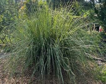 Vetiver Grass Live Plant Bare Root - Chrysopogon zizanioides