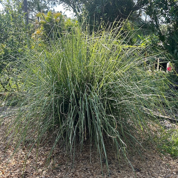 Vetiver Grass Live Plant Bare Root - Chrysopogon zizanioides