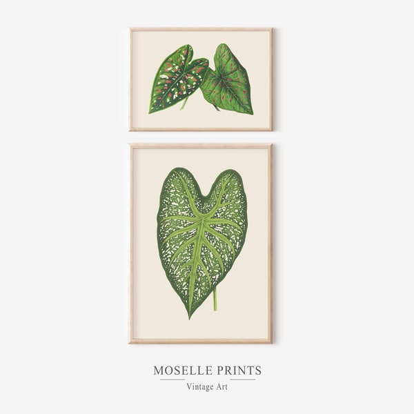 Vintage Botanical Print Set of 2 | Green Leaf Wall Art Set of Two | Botanical Wall Decor Printable | Digital DOWNLOAD - Set 29