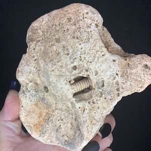 Missouri Mittelgroße Trilobit Gastropode Crinoid Totenplatte Fossil