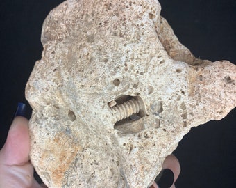 Missouri Medium size Death Plate Fossil