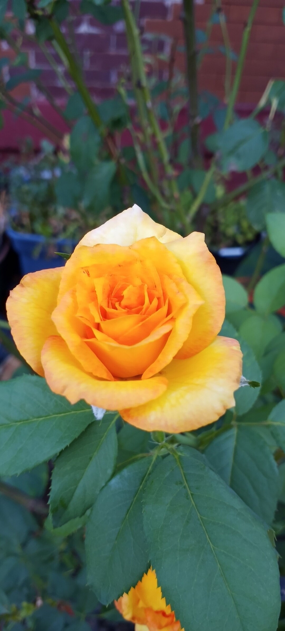Yellow Rose - Etsy