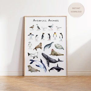 Art mural affiche animaux de l'Antarctique à téléchargement immédiat, impression éducative de la faune, tableau imprimable pingouin et phoque, décoration de chambre d'enfants ou de salle de classe