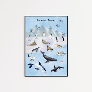 Descarga digital Póster de especies de animales antárticos de acuarela, arte de pared imprimible, carteles educativos para niños, niños, impresión de sala de juegos.