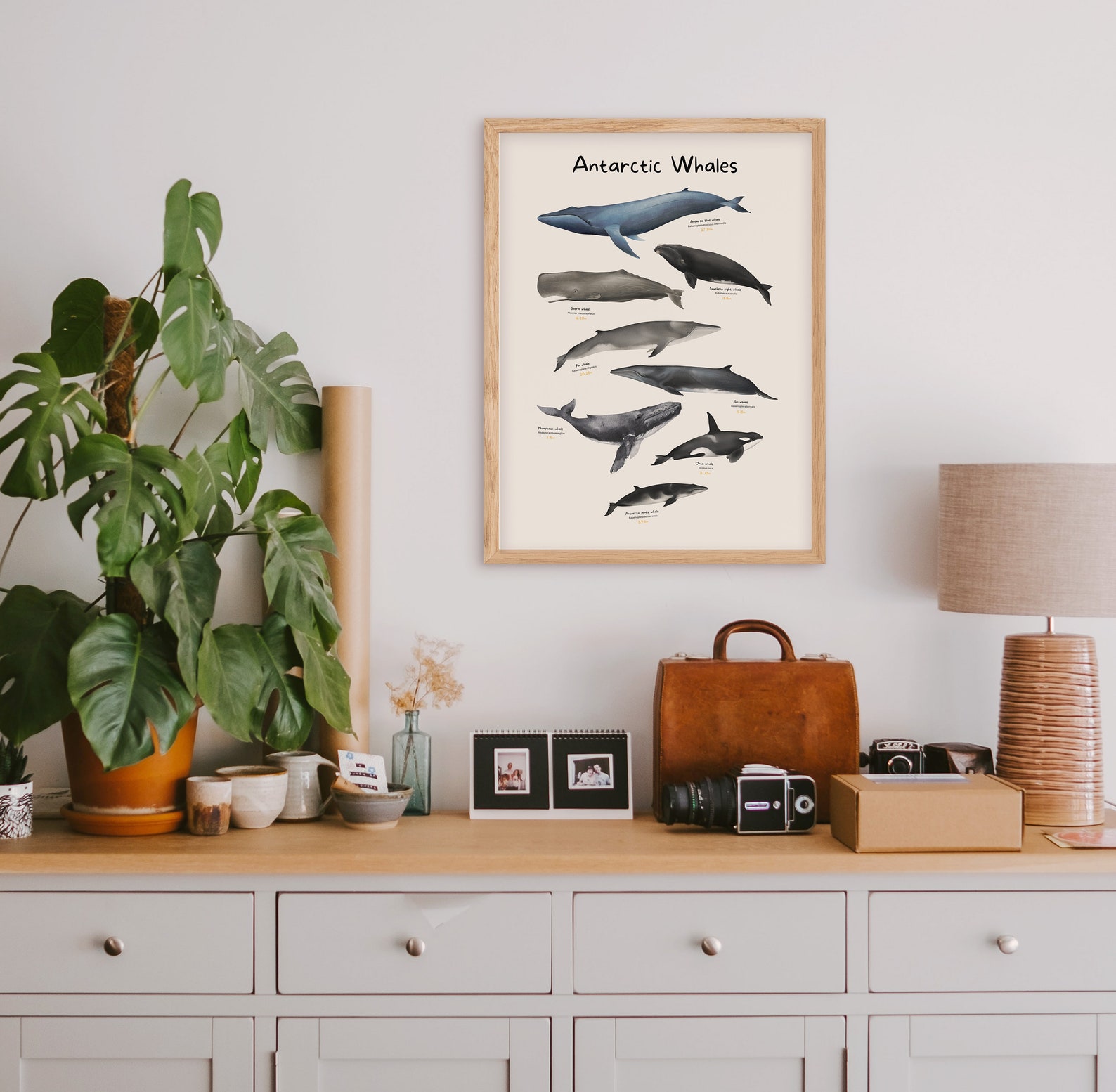 Whales of Antarctica Poster, Ocean Mammals Wall Décor, Marine Animals ...