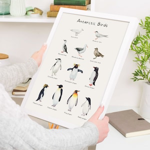 Lernposter Vögel, Tierdruck, Vögel der Antarktis, Pinguine, Natur, druckbare Wandkunst, ästhetisches Poster, DIGITALER DOWNLOAD