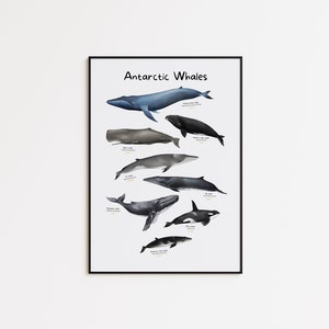 Whales of Antarctica Poster, Ocean mammals wall décor, Marine Animals Print Digital Download, Home Wall Art Printable Illustration