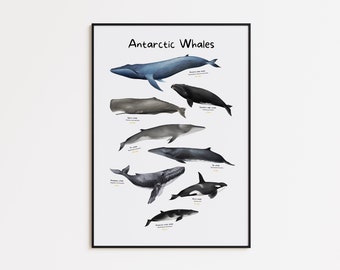 Whales of Antarctica Poster, Ocean mammals wall décor, Marine Animals Print Digital Download, Home Wall Art Printable Illustration