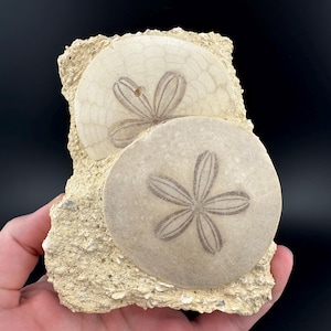 French Fossilized Sand Dollars on Matrix: Beach Home Decor
