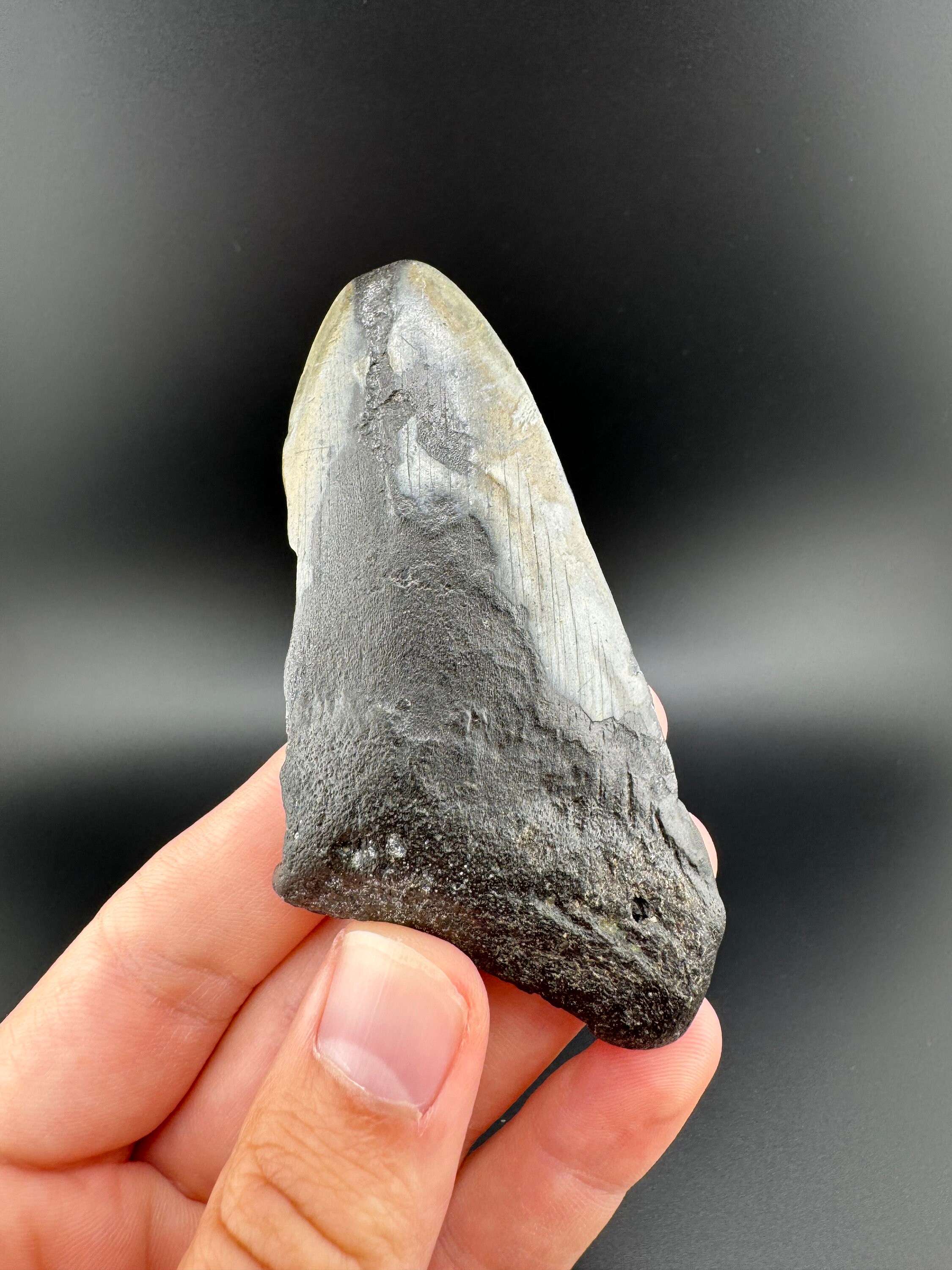 3.5インチのメガロドンの歯の化石 - サウスカロライナ海岸