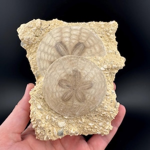 French Fossilized Sand Dollars on Matrix: Coastal Home Decor