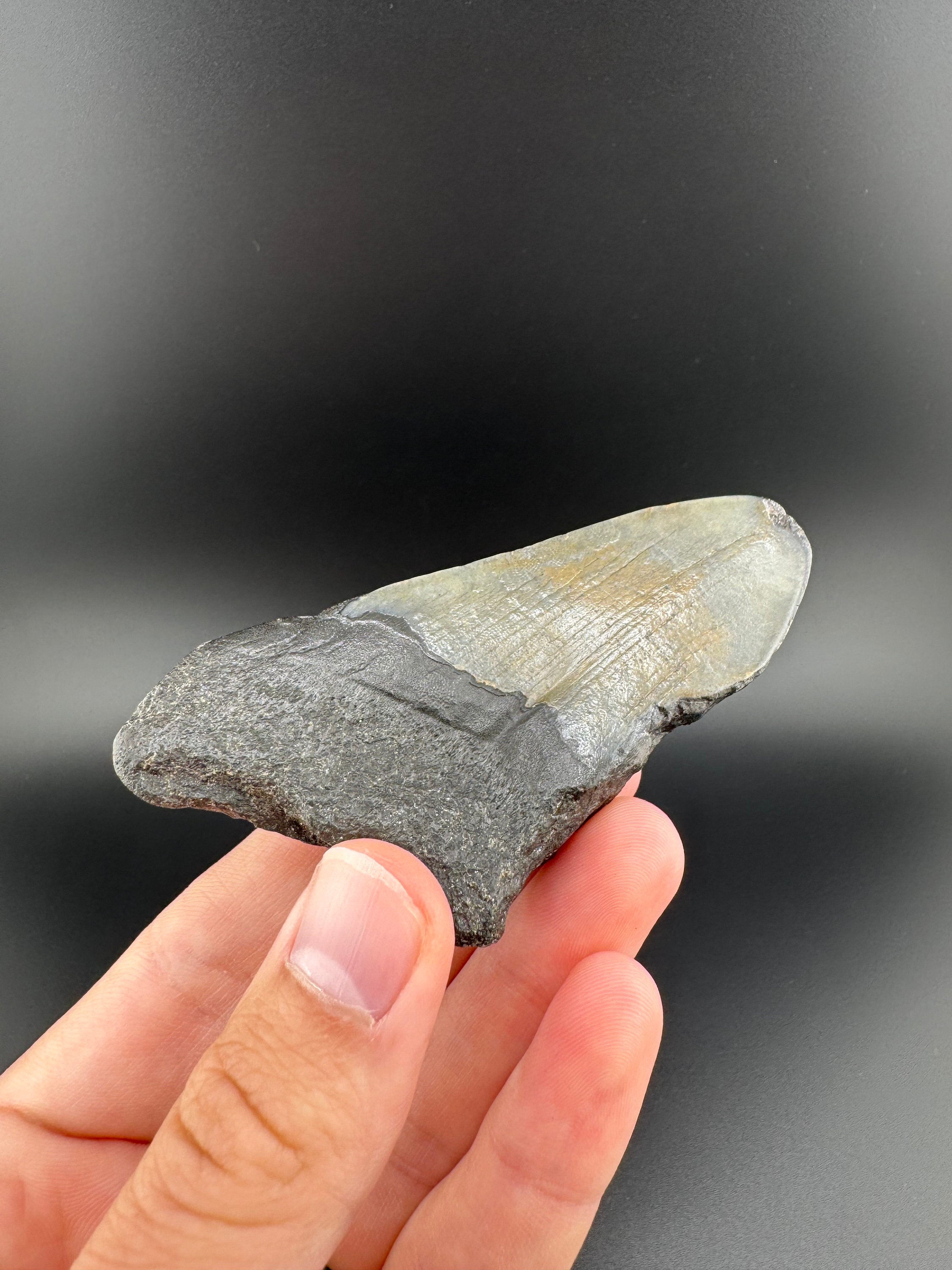 メガロドン　歯　化石　ノースカロライナ産　特大 メガロドン 歯 化石 ノースカロライナ産 特大 - メルカリ