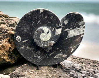 Natural Orthoceras fossil shell dish, Multiple Cephalopod and Squid Plate, Healing Ammonite Fossil Stone Plaque Carving