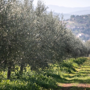 May include: A row of olive trees with silvery-green leaves planted in a field. The trees are arranged in a line, creating a perspective view that leads toward a distant, blurred hillside under a bright, natural daylight sky.