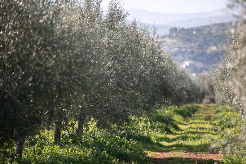 May include: A row of olive trees with silvery-green leaves planted in a field. The trees are arranged in a line, creating a perspective view that leads toward a distant, blurred hillside under a bright, natural daylight sky.