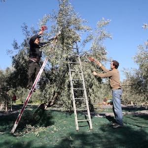 May include: Two individuals harvesting olives from a tree in an orchard. One person stands on a tall metal ladder using a red handheld tool, while the other reaches into the branches. Green netting is spread on the ground beneath the olive tree.