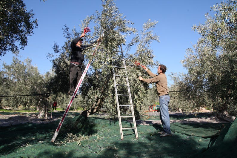 May include: Two individuals harvesting olives from a tree in an orchard. One person stands on a tall metal ladder using a red handheld tool, while the other reaches into the branches. Green netting is spread on the ground beneath the olive tree.