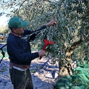 May include: A person wearing a green baseball cap, a dark blue sweater, and a plaid shirt underneath, using a red handheld olive harvesting rake to comb through the branches of an olive tree in an orchard during the harvest season.