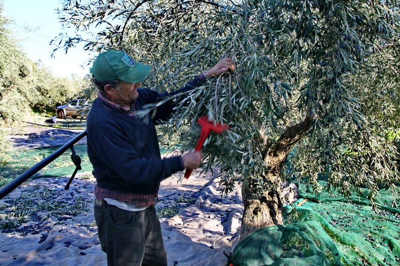 May include: A person wearing a green baseball cap, a dark blue sweater, and a plaid shirt underneath, using a red handheld olive harvesting rake to comb through the branches of an olive tree in an orchard during the harvest season.