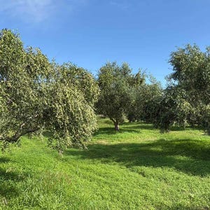May include: An orchard of olive trees with dense, silvery-green foliage and textured trunks, set against a bright blue sky. The trees are spaced across a field covered in vibrant green grass, with sunlight casting soft shadows on the ground.